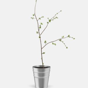Plant in pot